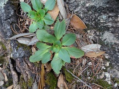 Micranthes eriophora