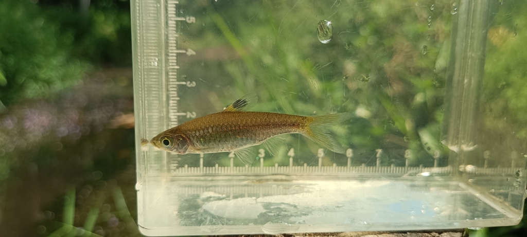 Brevibora cheeya (Brevibora cheeya)