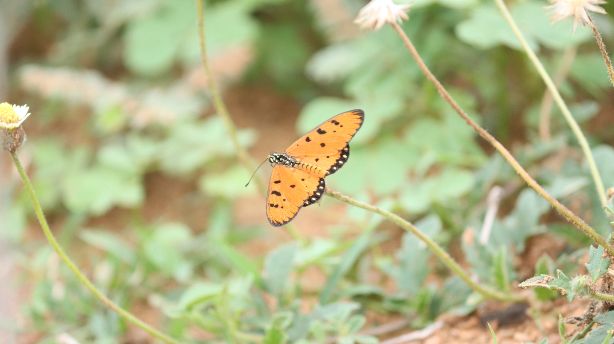 Tawny Coster