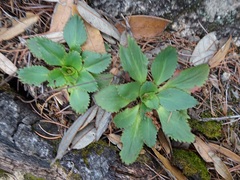 Micranthes eriophora