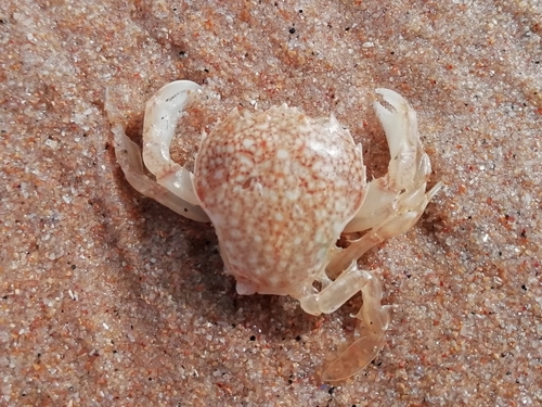 Pennant's Swimming Crab
