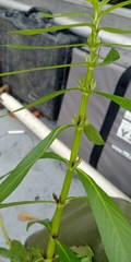 Hygrophila lacustris
