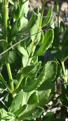 Salvia lycioides