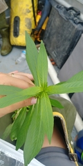 Hygrophila lacustris