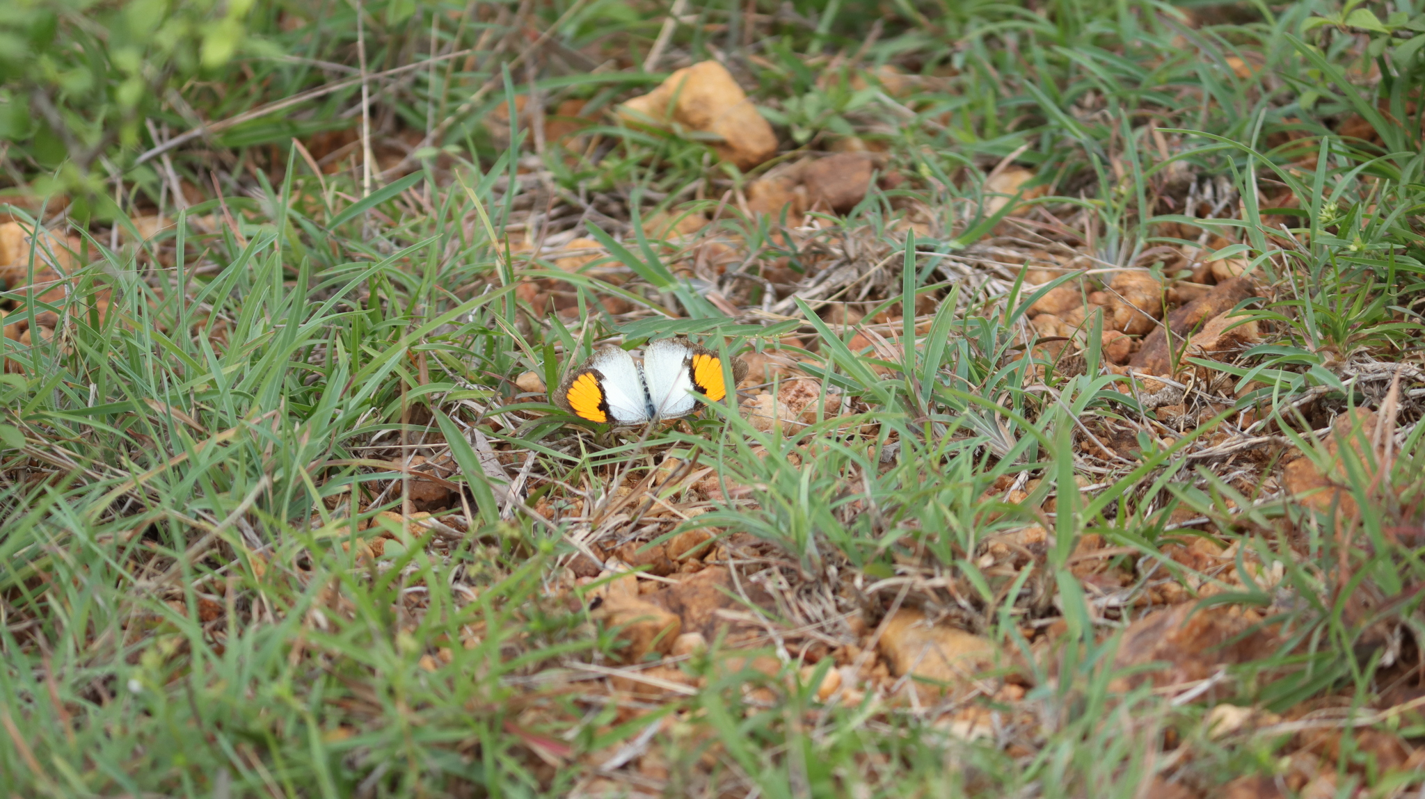 White Orange-Tip