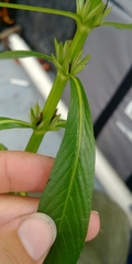 Hygrophila lacustris
