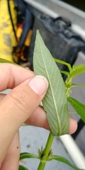 Hygrophila lacustris