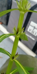Hygrophila lacustris