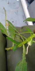 Hygrophila lacustris