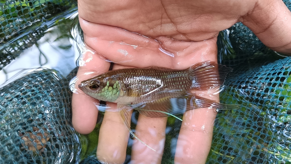 Raja Betta (Betta raja)