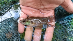 Raja Betta photo 1