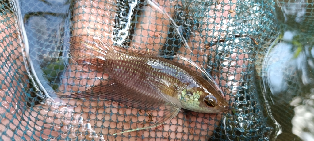 Betta raja (Betta raja)