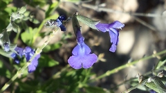 Salvia lycioides