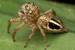 Colopsus