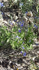 Salvia lycioides