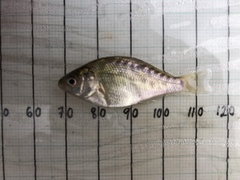 Hysterocarpus traskii