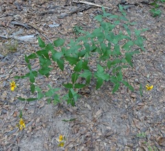 Aldama cordifolia