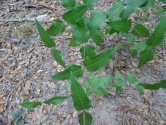 Aldama cordifolia