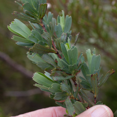 Cliffortia cuneata