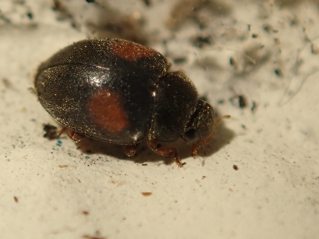 Schmidt's Scymnus