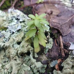 Peperomia leptophylla