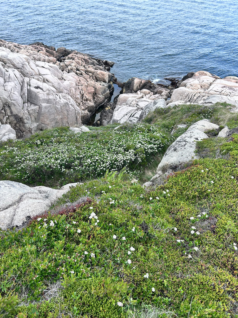 Delosperma