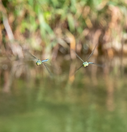 Emperor dragonfly