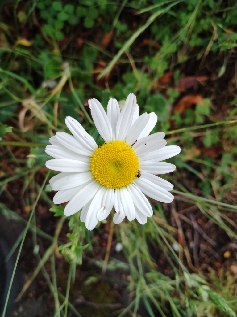 Matricaria