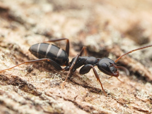 Camponotus keihitoiCamponotus keihitoi