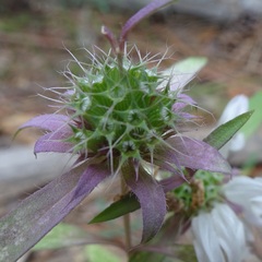 Monarda citriodora austromontana