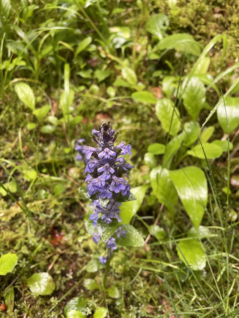 Ajuga