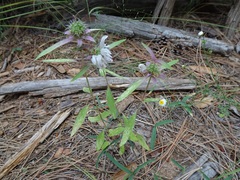 Monarda citriodora austromontana