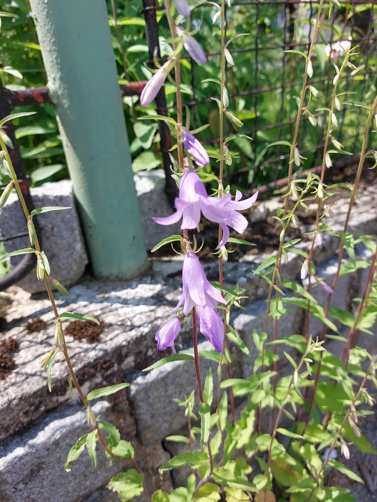 Campanula