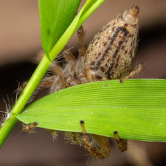 Colopsus