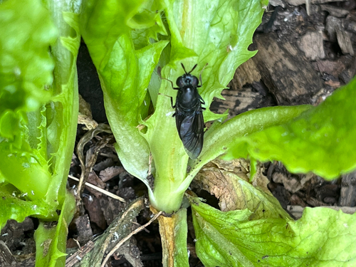 Unknown species found near Ada County, US-ID, US