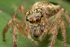 Colopsus