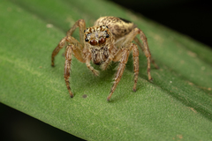 Colopsus