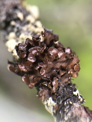 Tuckermanopsis sepincola