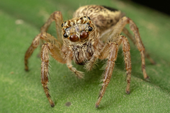 Colopsus