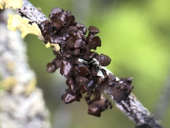 Tuckermanopsis sepincola