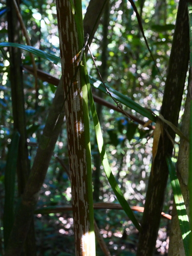 Dypsis mananjarensis