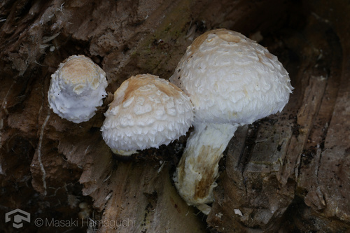 Hemipholiota populnea