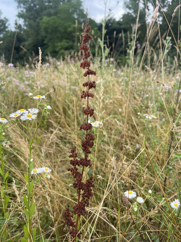 Rumex