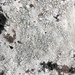 White Rim Lichen - Photo (c) Samuel Brinker, some rights reserved (CC BY-NC), uploaded by Samuel Brinker
