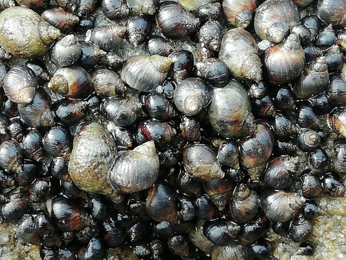 Small Periwinkle