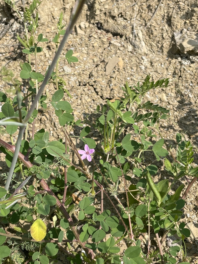 Geranium