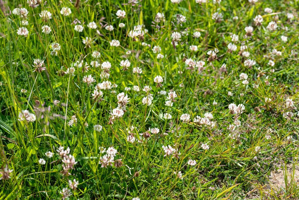 Trifolium repens