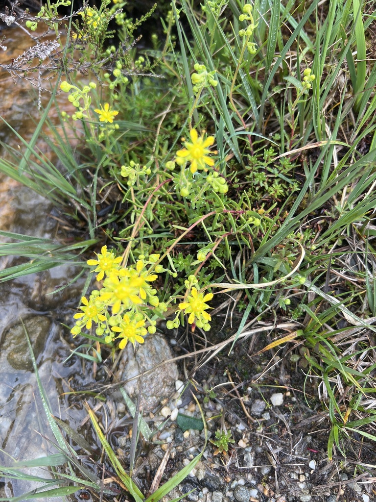 Saxifraga