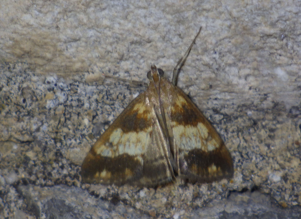 Evergestis politalis