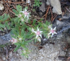 Sedum cockerellii